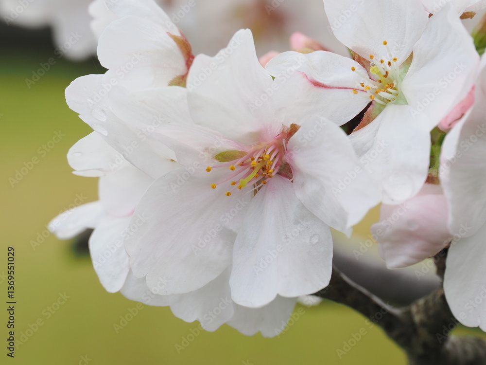 Obraz premium 桜の季節