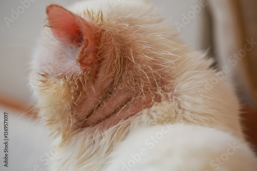 Microsporum canis in cat, cat with skin disease, poor cat