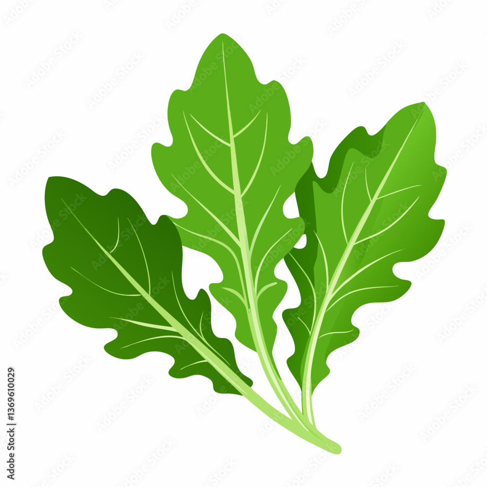 Fototapeta premium Arugula vegetable isolated vector