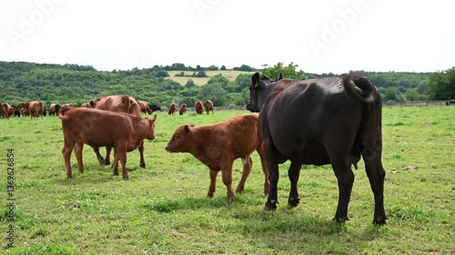 Brown cows and calves grazing and ruminating on a green pasture.