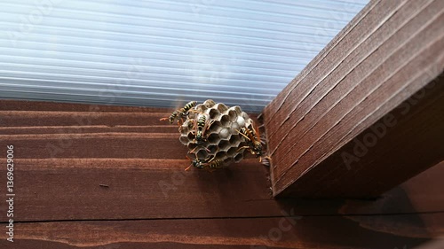 European wasp (Vespula germanica) building a nest to start a new colony