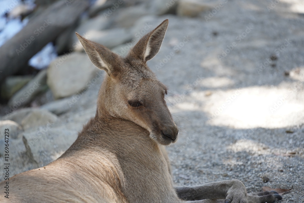 relaxed kangaroo relaxed kangaroo