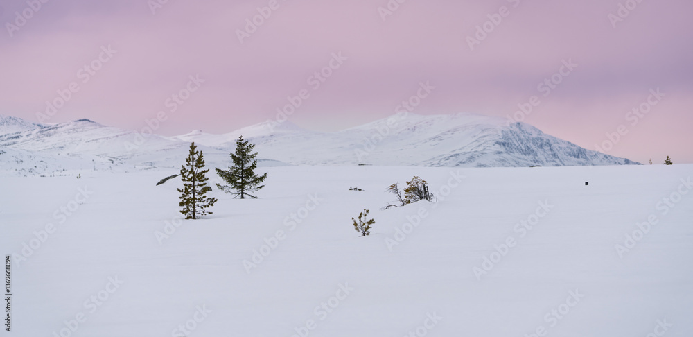 Minimalist Winter Landscape with Trees and Pink Arctic Sky