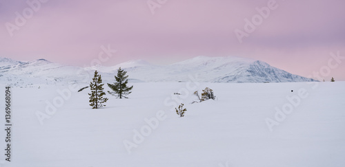 Obraz na płótnie Minimalist Winter Landscape with Trees and Pink Arctic Sky w salonie