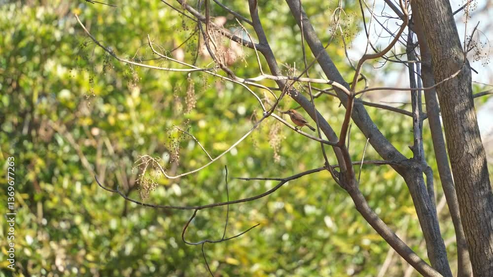 bull headed shrike bull headed shrike