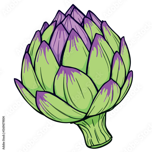Fresh artichoke vegetable showing green and purple leaves