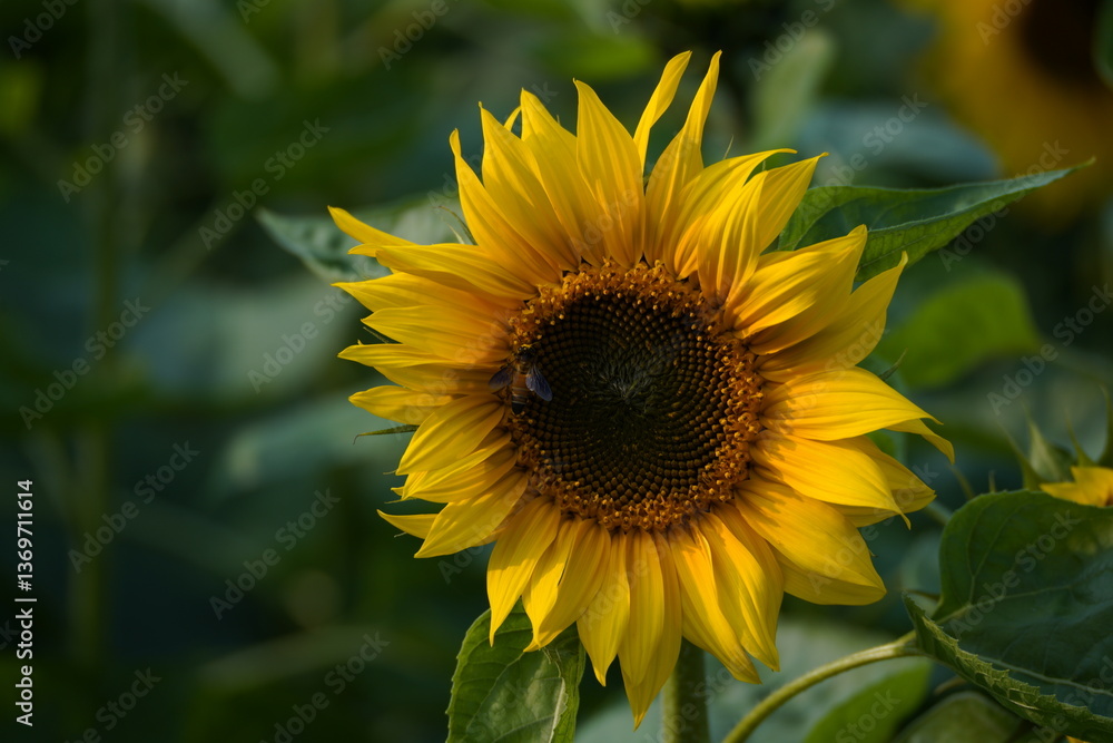 Fototapeta premium Sunflower in the garden.
