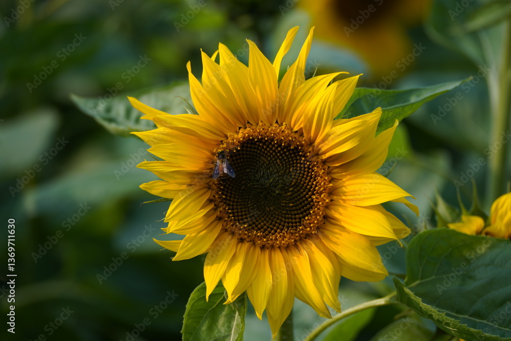 Sunflower in the garden. Sunflower in the garden.