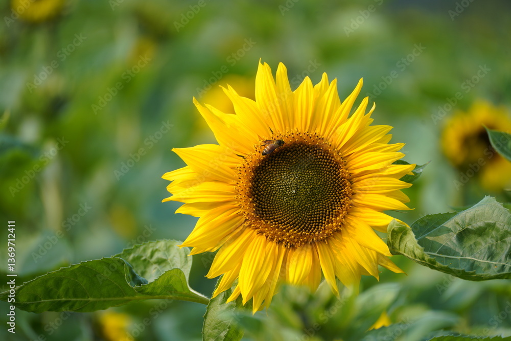 Sunflower in the garden. Sunflower in the garden.