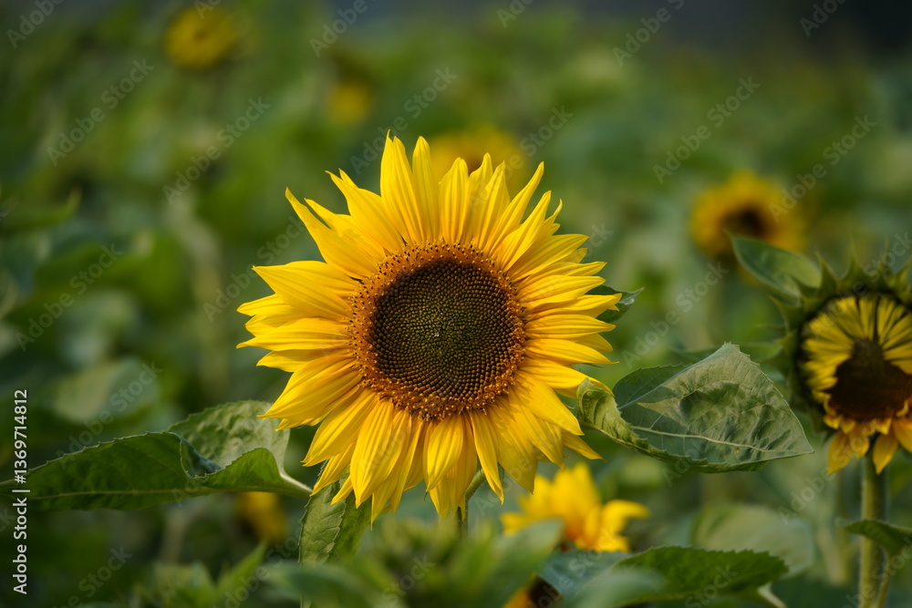 Sunflower in the garden. Sunflower in the garden.