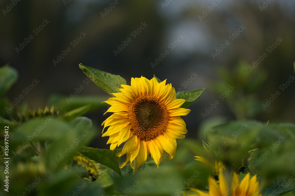 Fototapeta premium Sunflower in the garden.