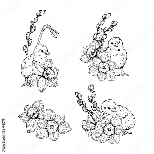 Set of four black and white vector illustrations featuring cute Easter chicks with narcissus flowers and pussy willow branches. Hand drawn in ink line art style. Perfect for spring and holiday designs