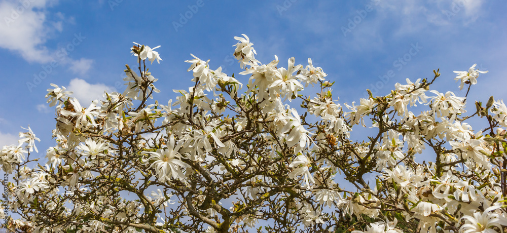 Panorama of white flowers on a tree in Bad Langensalza, Germany