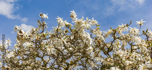 Obraz na płótnie Panorama of white flowers on a tree in Bad Langensalza, Germany w salonie