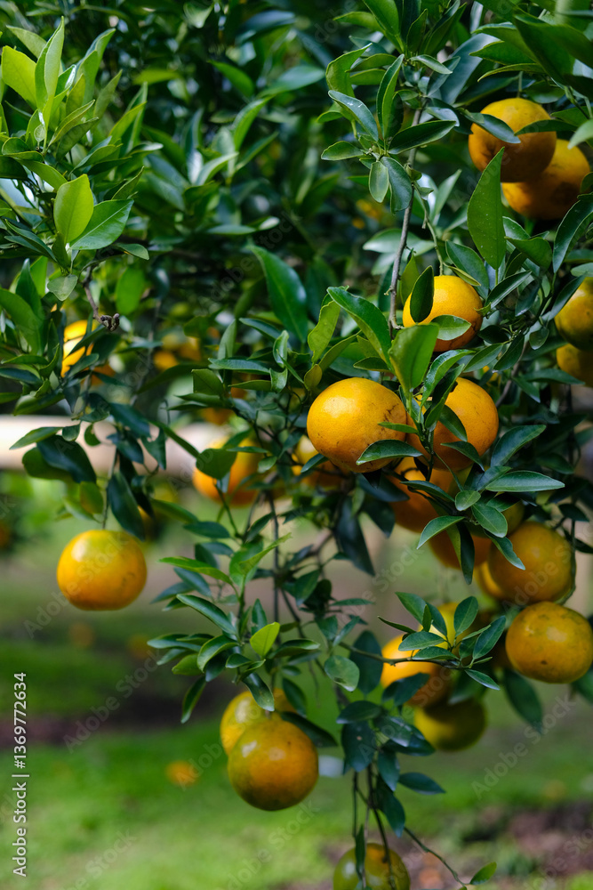 Orange garden in sunlight t of northern Thailand, Asia Orange garden in sunlight t of northern Thailand, Asia