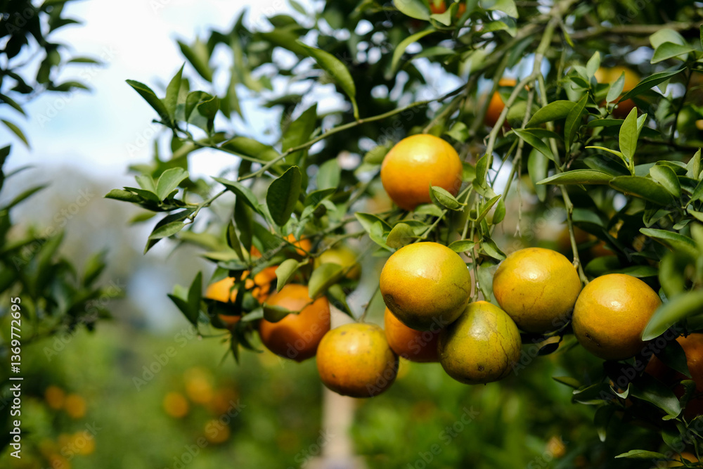 Orange garden in sunlight with ripe orange fruits on the sunny trees and fresh green leaves. north thailand natural agricultural background Orange garden in sunlight with ripe orange fruits on the sunny trees and fresh green leaves. north thailand natural agricultural background