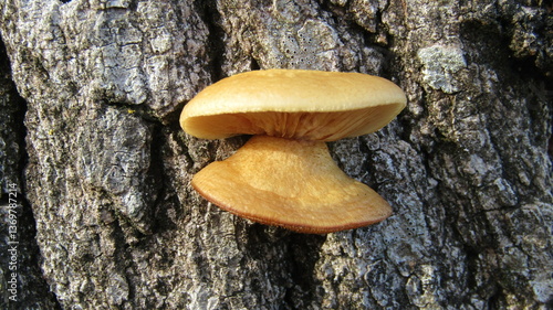Obraz na płótnie champignon w salonie