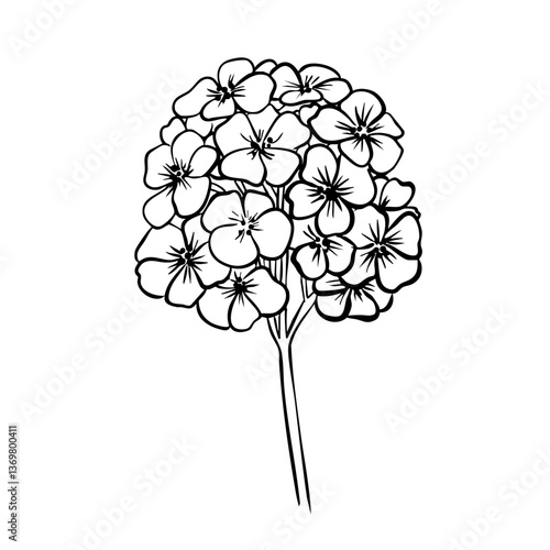 Obraz na płótnie Phlox Flower with leaves. Isolated vector botanical illustration: retro, vintage, hand drawn, black and white, outline. For wedding invitation, card, print, tattoo. Beautiful vector illustration w salonie