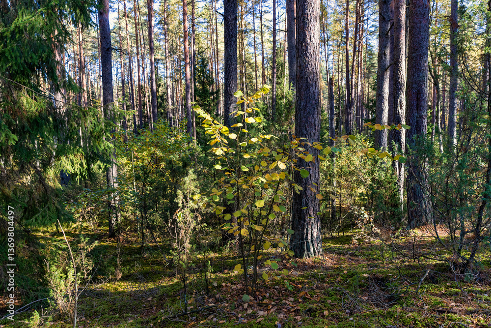 custom made wallpaper toronto digitalTall pines and other types of trees with orange foliage in autumn