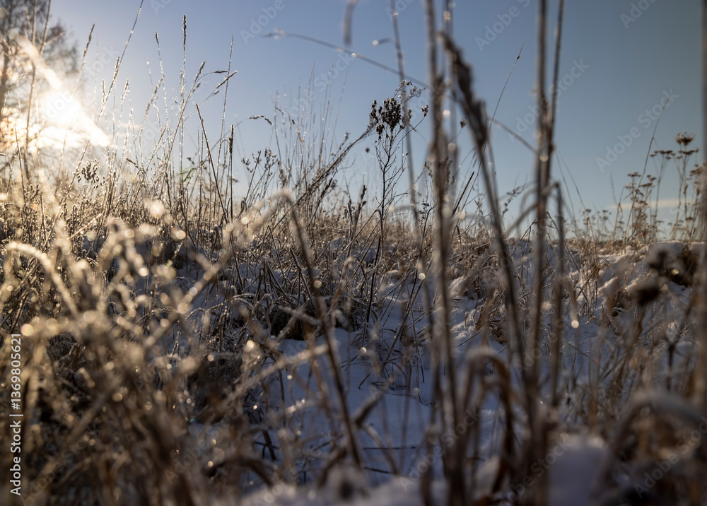 Obraz premium dry grass in the field during the winter season in sunny weather