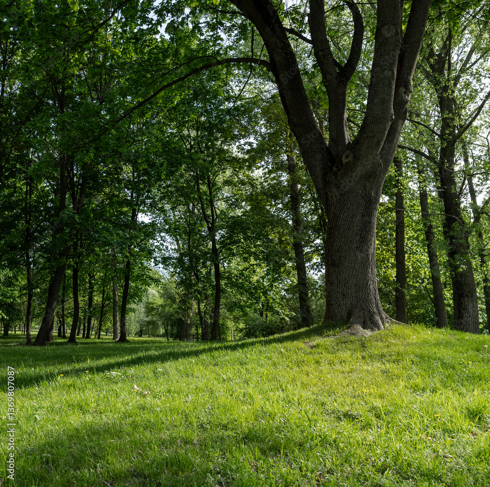 Obraz premium deciduous maple trees and other trees in the park in sunny weather, landscape