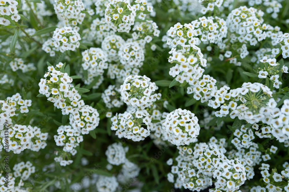 Pequeñas florecitas blancas en un macetero Pequeñas florecitas blancas en un macetero