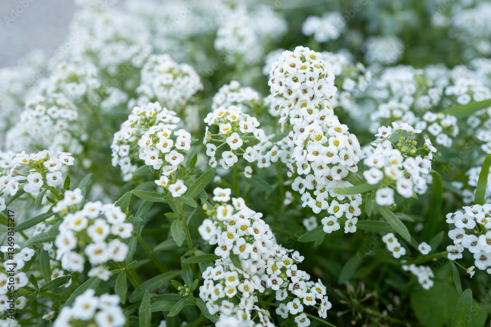 Pequeñas florecitas blancas en un macetero Pequeñas florecitas blancas en un macetero