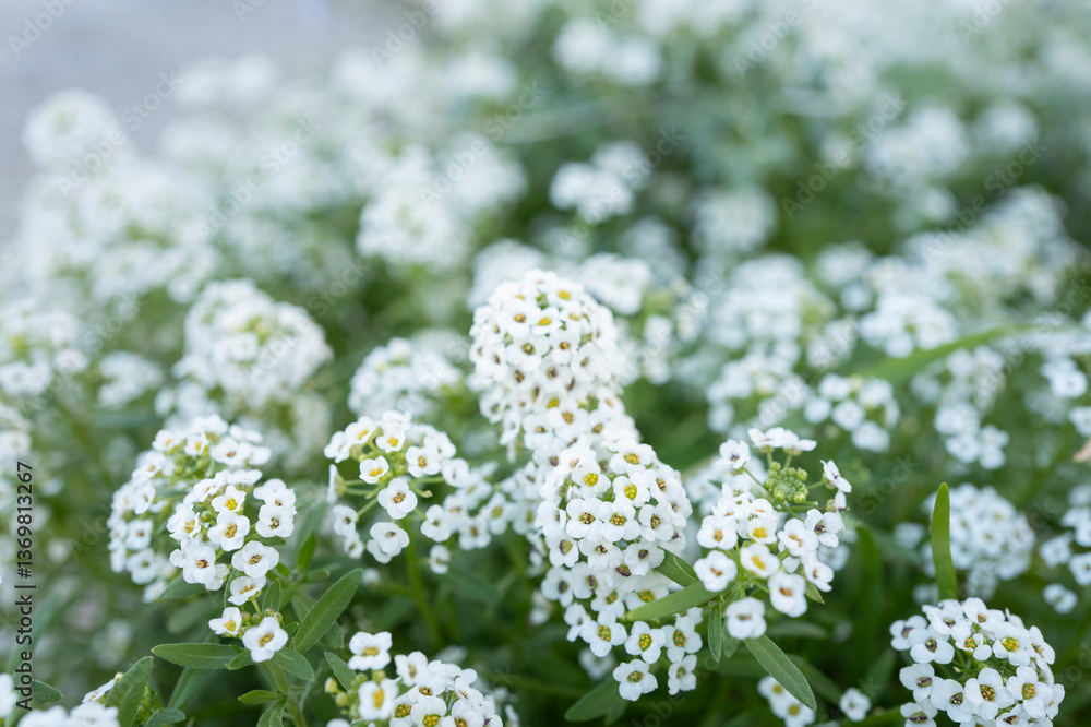 Pequeñas florecitas blancas en un macetero Pequeñas florecitas blancas en un macetero