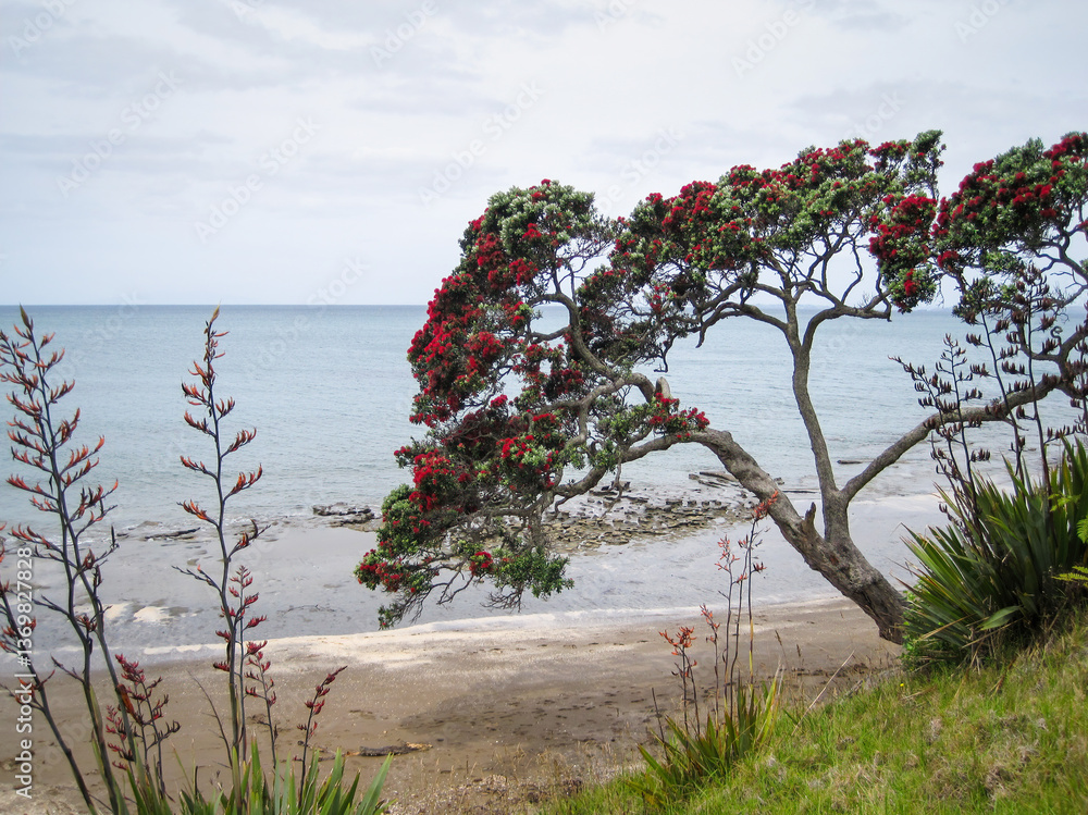 Pohutukawa trees and Native New Zealand Flax (Harakeke) in full bloom. Long Bay. Auckland.