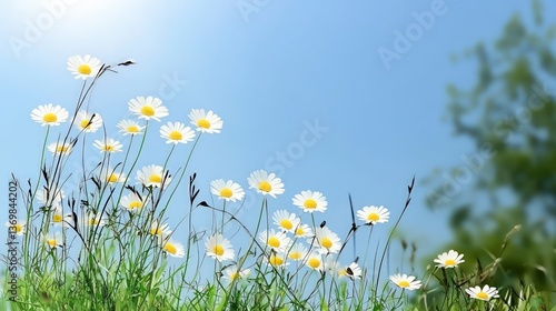 Daisies in a Sunny Meadow Vibrant Spring Flowers Blooming Outdoors under Blue Sky