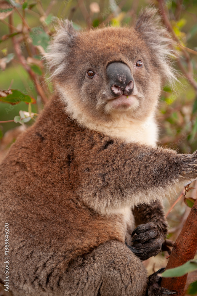 Naklejka premium Koala in it's natural environment, Aire River, Great Ocean Road, Victoria, Australia