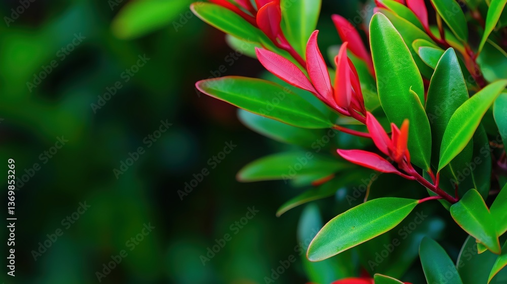 Obraz premium Vibrant Green and Red Leaf Composition