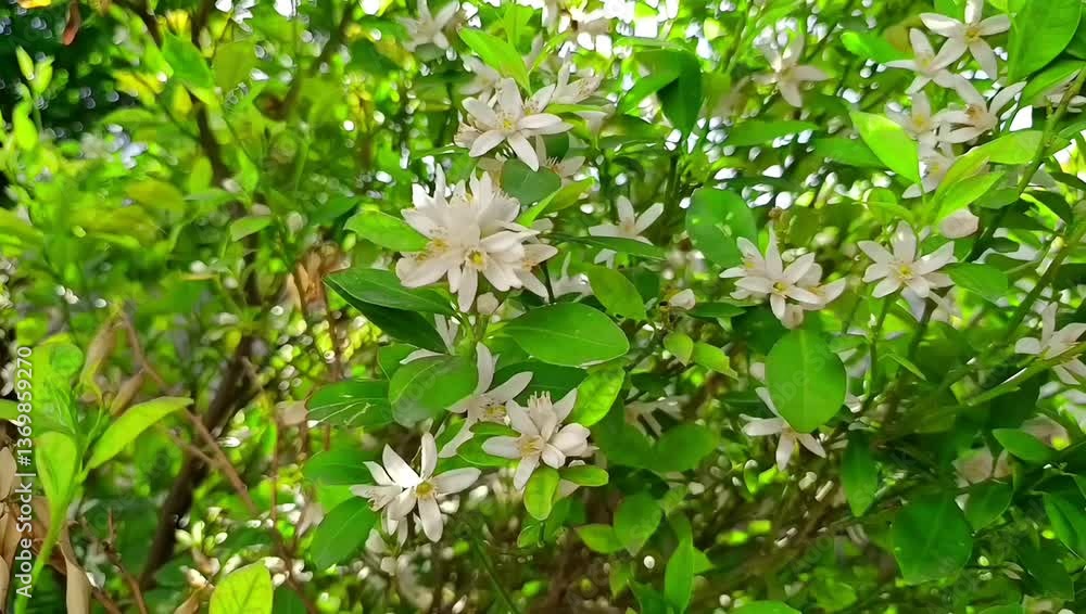 Citrus × sinensis (sometimes written Citrus sinensis) Citrus × sinensis (sometimes written Citrus sinensis)