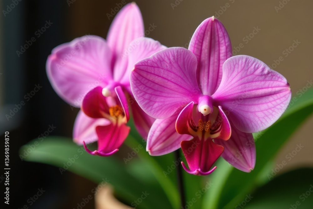 Close-up of Habenaria orchid flowers with vibrant red lips in a pot, habenaria tree orchid, houseplants Close-up of Habenaria orchid flowers with vibrant red lips in a pot, habenaria tree orchid, houseplants
