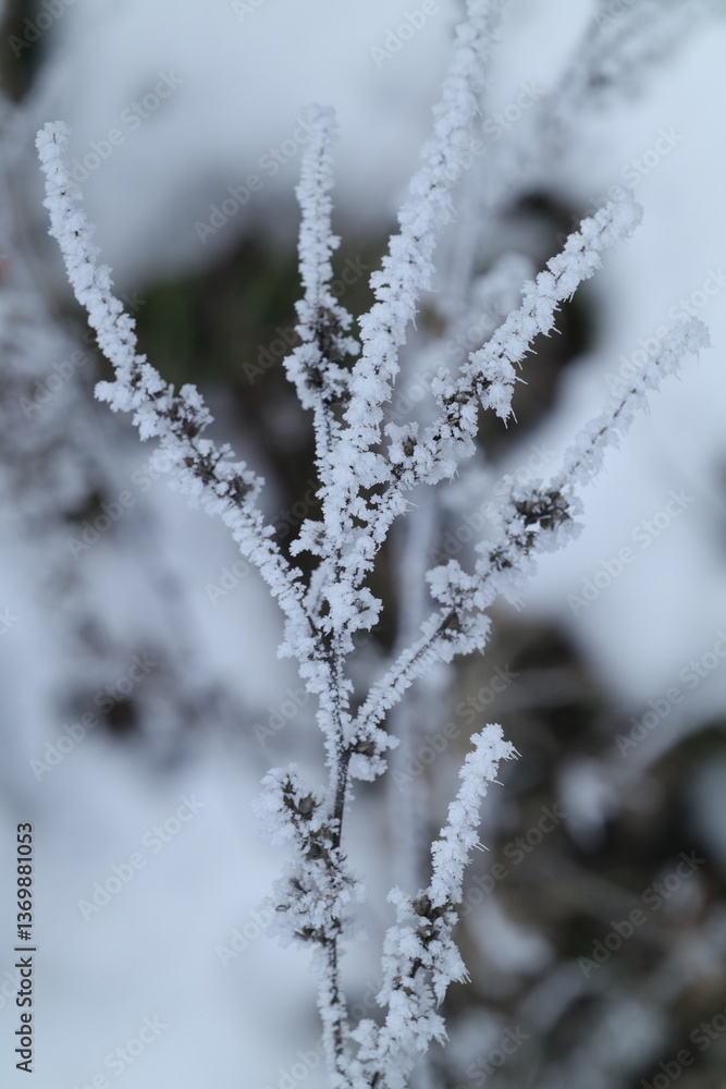 frost on the branches frost on the branches