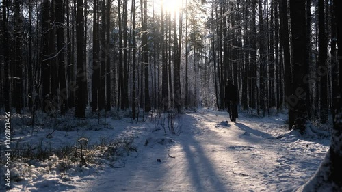 Man on a bicycle in a winter forest the sun is shining