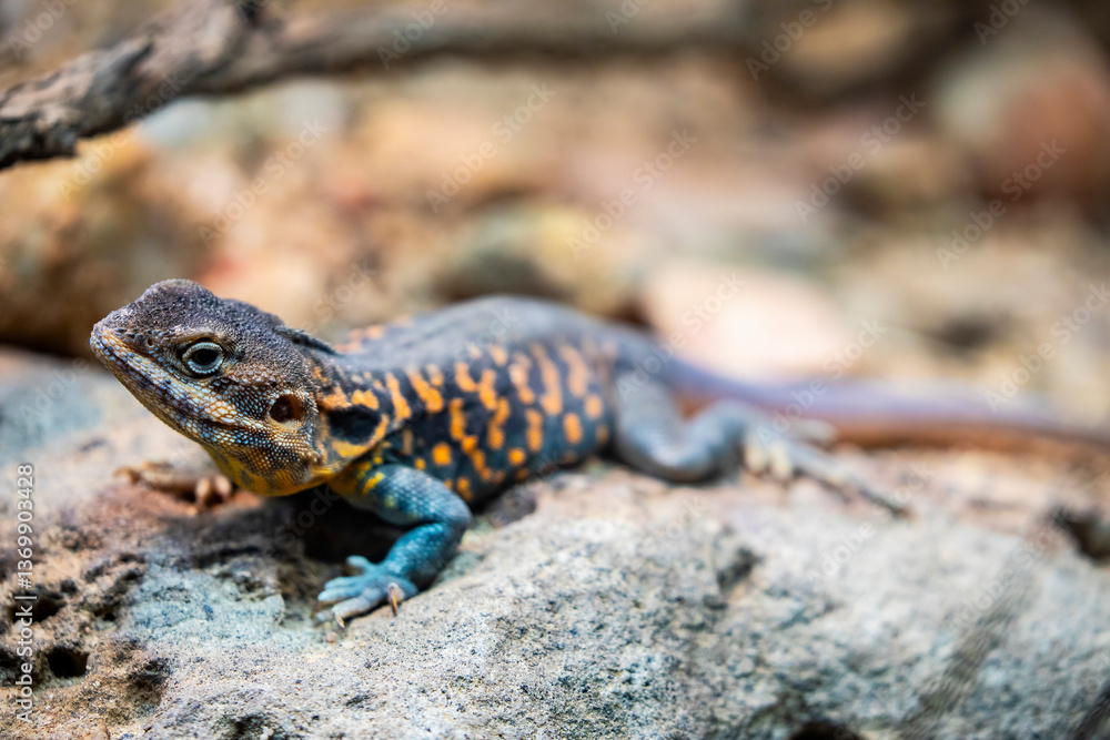red-barred dragon (Ctenophorus vadnappa) is a species of agamid lizard occurring in rocky outcrops and ranges in semi-arid to arid South Australia. red-barred dragon (Ctenophorus vadnappa) is a species of agamid lizard occurring in rocky outcrops and ranges in semi-arid to arid South Australia.