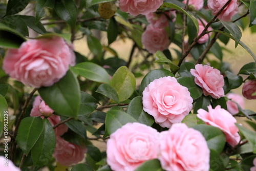 Wallpaper Mural 八重咲の乙女椿 Torontodigital.ca