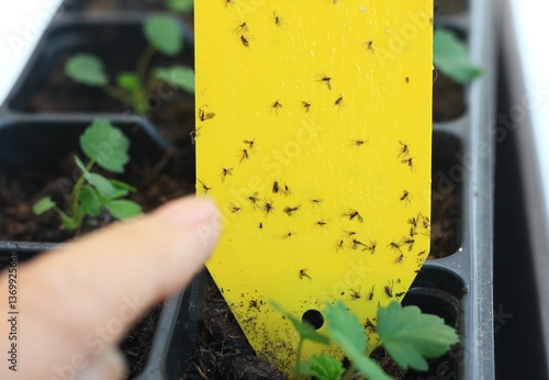Darkwinged fungus gnats stuck on yellow sticks, lat. Sciaridae, Bradysia paupera. Protection of plants especially in home growing using yellow sticks.