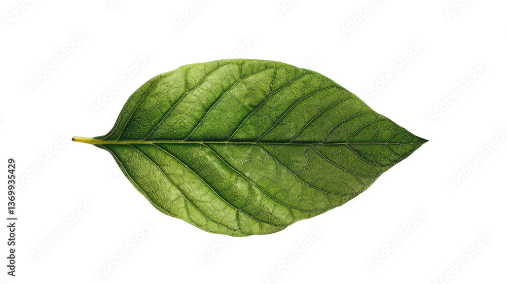 Obraz premium Vibrant Leaf: The close-up of a verdant leaf presents intricate details of the veins, illuminated. A striking display of nature's beauty and its intricate patterns
