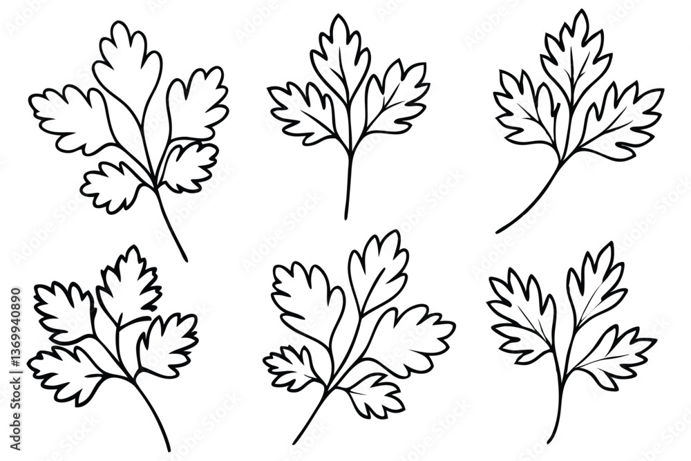 Obraz premium Cilantro leaf line art illustration for modern design (2)
