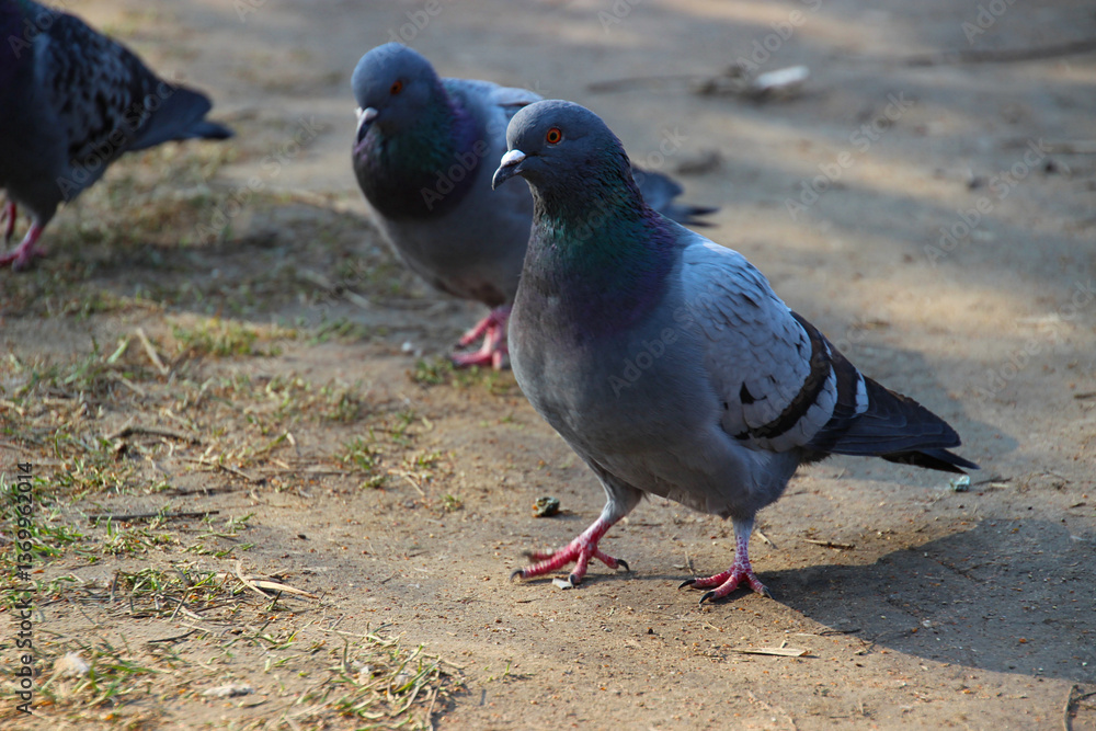 Pigeons forage on a sunny day in a park walking along a dusty path surrounded by grass and nature Pigeons forage on a sunny day in a park walking along a dusty path surrounded by grass and nature
