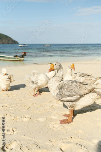 white geese on the beach, white sand, sea