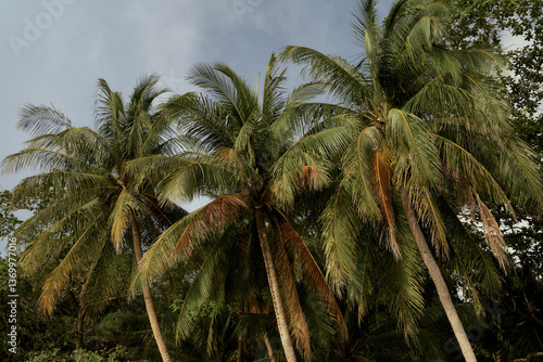 coconut palms, trees