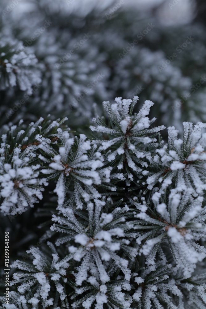 snow covered branches snow covered branches