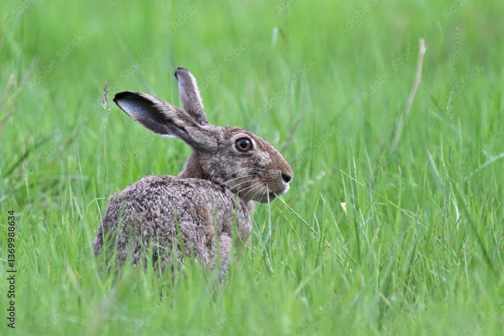 Obraz premium Feldhase im Gras