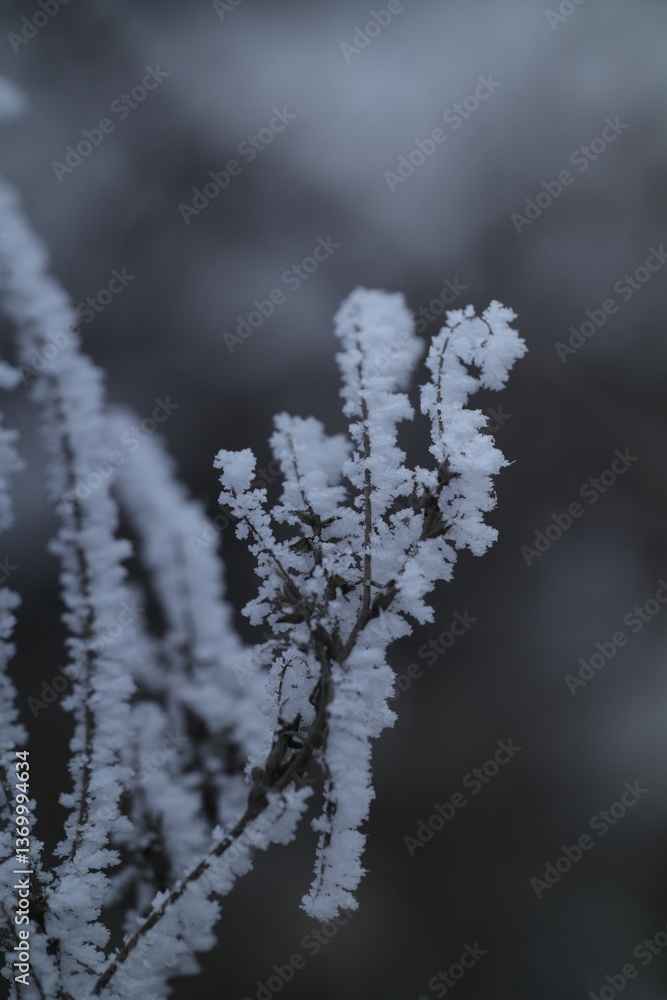 frost on branches frost on branches