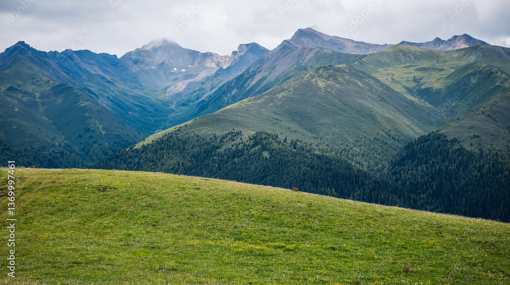 Fototapeta premium Beautiful forest and grassland landscape in summer