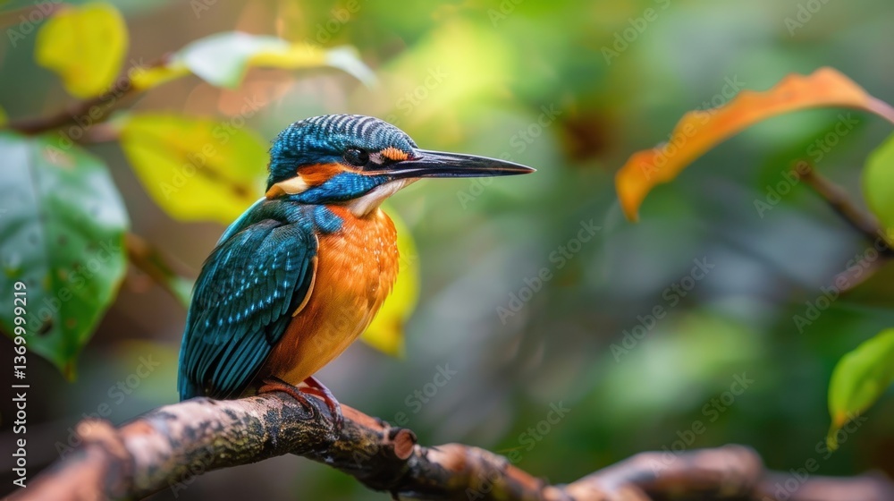 Fototapeta premium Kingfisher Isolated on White Background