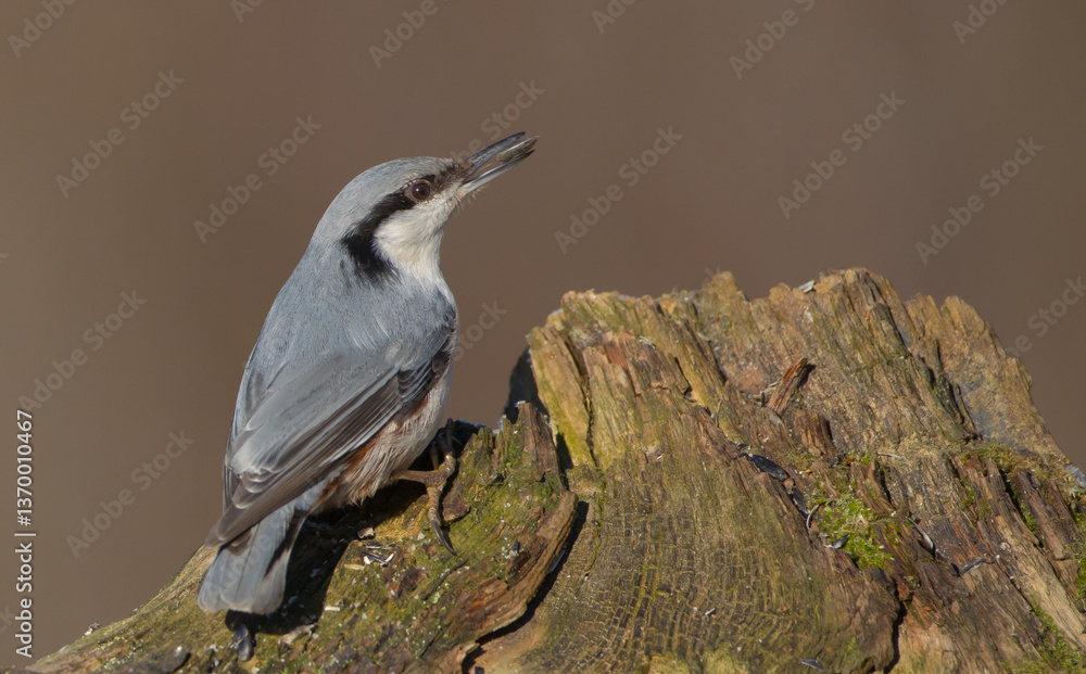 Naklejka premium Eurasian nuthatch - in spring at a wet forest